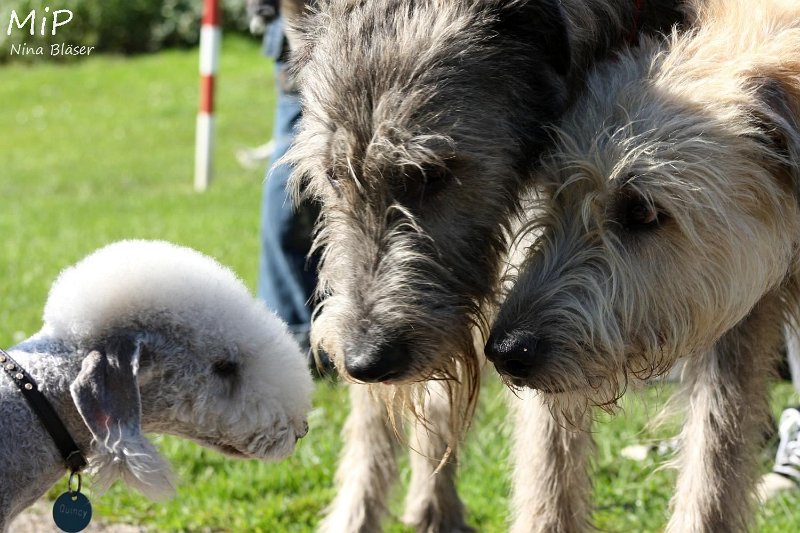 2010-10-03 Coursing-Training GE (6).jpg